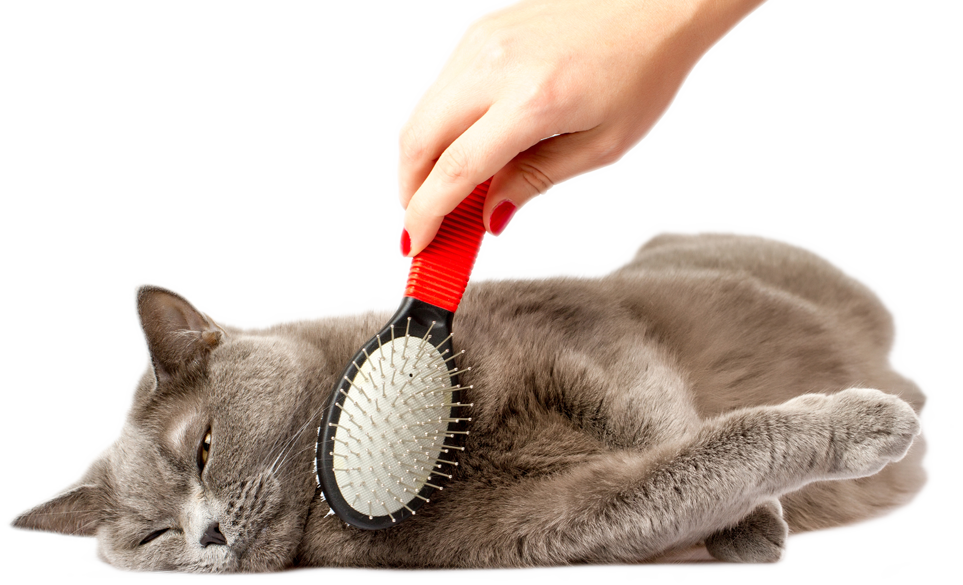 cat-brush