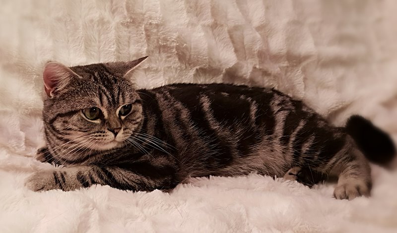 aviary-image-1542730190775