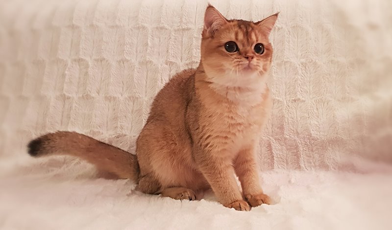 aviary-image-1542730965734